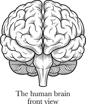 Human brain front view, anatomical neurology graphics, and vector illustration