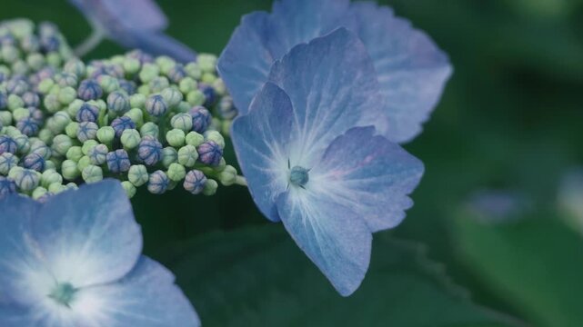 Light blue hydrangea flowers