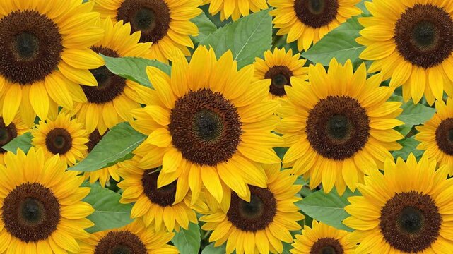 Luxury Sunflower Floral Wallpaper Loop on White Background