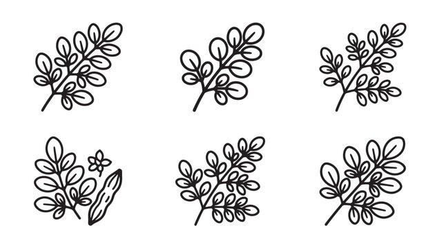 Set of moringa leaves and plant branches in a simple hand-drawn doodle style with botanical illustration collection superfood ingredient monochrome vegetarian agriculture isolated structure