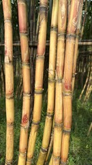 Fototapeta premium Group of yellow orange sugarcane stalks standing in a green field