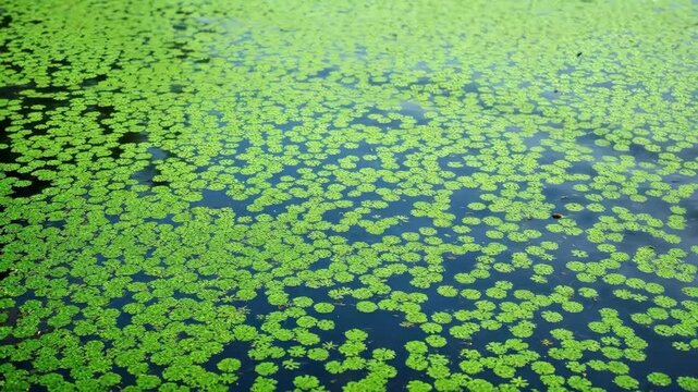 Vibrant green duckweed covers a calm water surface, creating a natural pattern.