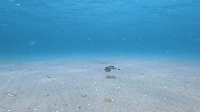 Fast stingray underwater in clear blue ocean and white sandy sea bottom