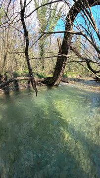 Transparent mountain river in sunny forest, vertical footage