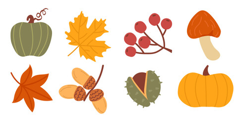 Fototapeta premium Autumn harvest of pumpkins, berries, mushrooms, and leaves. Colorful autumn pumpkins, chestnuts, rowan berries, and botanical foliage on a white background. Seasonal vector illustration for harvest
