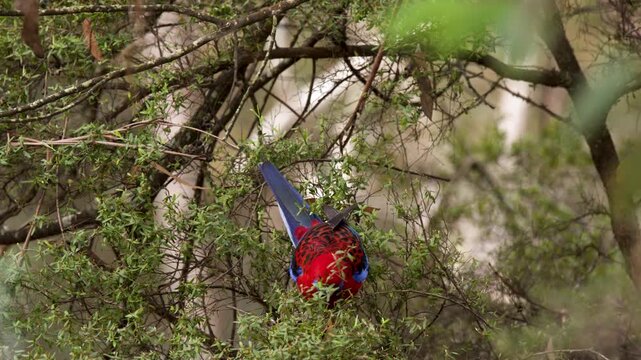 Crimson Rosella Parrot Perched in Eucalyptus Tree Foliage