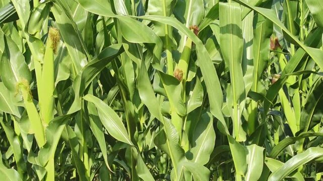Green corn field swaying gently in summer breeze