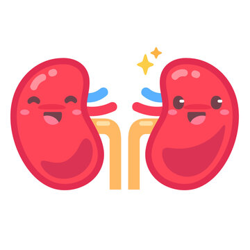 Happy cartoon kidneys illustrate healthy organ function and well being with a cheerful expression.