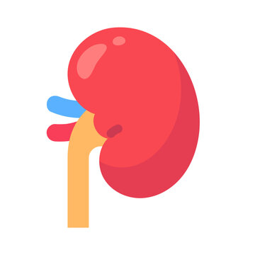 Vibrant flat design illustration of a healthy human kidney with associated blood vessels and ureter, depicting anatomy.