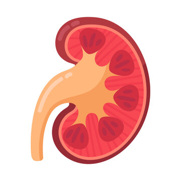 Vibrant illustration of a healthy human kidney cross section, revealing detailed internal anatomy for educational purposes.