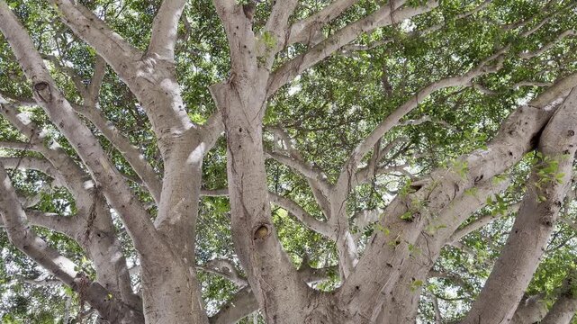 Ficus microcarpa, also known as Chinese banyan, Hill's weeping fig, small-fruited fig, Malayan banyan, Indian laurel, or curtain fig. Waikiki, Honolulu, Oahu, Hawaii