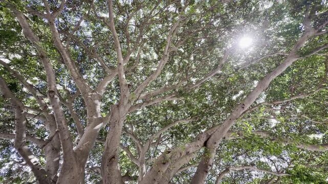 Ficus microcarpa, also known as Chinese banyan, Hill's weeping fig, small-fruited fig, Malayan banyan, Indian laurel, or curtain fig. Waikiki, Honolulu, Oahu, Hawaii