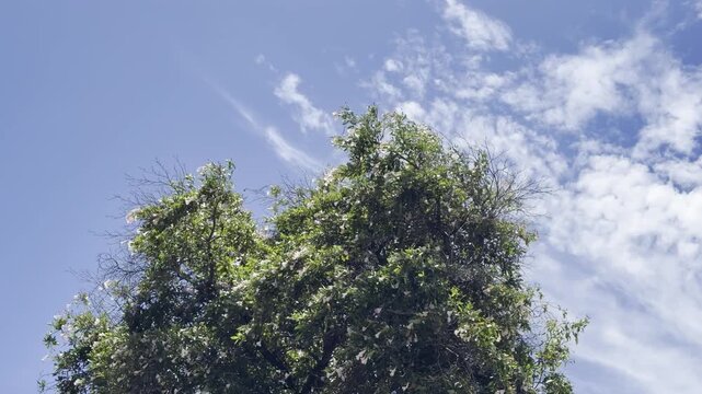 Tabebuia heterophylla, roble blanco, pink manjack, pink trumpet tree, white cedar, and whitewood. Waikiki, Honolulu, Oahu, Hawaii. 