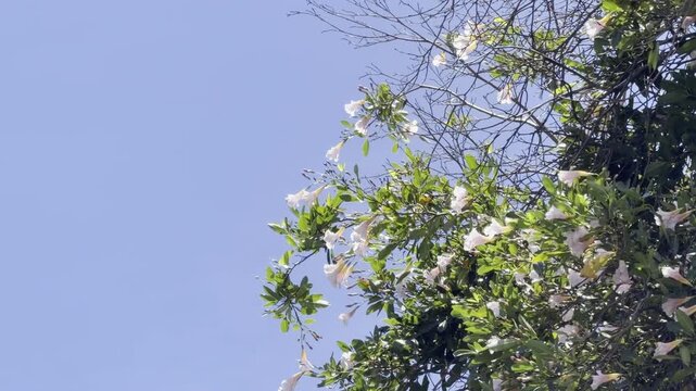 Tabebuia heterophylla, roble blanco, pink manjack, pink trumpet tree, white cedar, and whitewood. Waikiki, Honolulu, Oahu, Hawaii. 