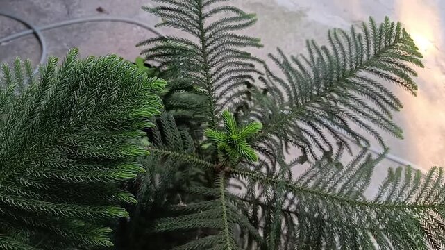 Close-up of Norfolk Island Pine Branches in Tropical Garden