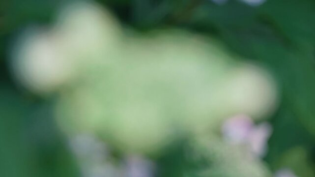 Light blue hydrangea flowers