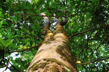 Fototapeta premium Tree trunk with moss on branches in tropical forest canopy