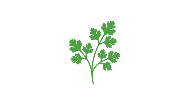 Cilantro Leaf Vector Illustration