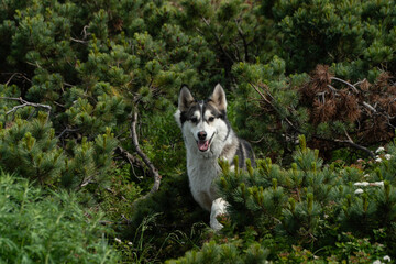 Husky dog in the mountains of Kamchatka, Russia © Dmitrii