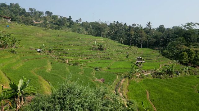 Aerial drone view of lush terraced rice fields with a rustic hut surrounded by tropical forest under clear blue skies in rural Indonesia.