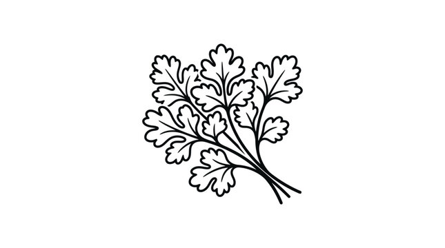 Hand drawn illustration of a fresh bunch of cilantro leaves.