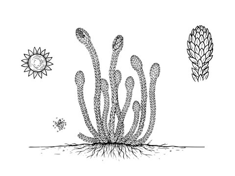 Scientific botanical illustration of a clubmoss plant with roots and detailed cone structures