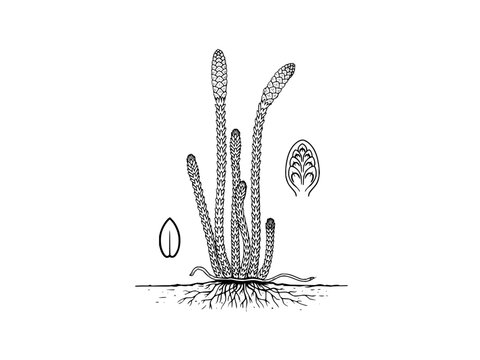 Botanical line drawing of a lycopodium plant featuring upright stems and detailed root system