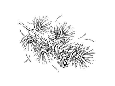 Detailed botanical line art illustration of a conifer branch with pine cones and needles isolated