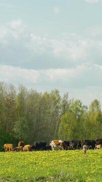 Vertical shot of a dairy cow herd grazing in a lush dandelion field near a vibrant green countryside forest. Countryside landscape in Europe.