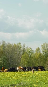 Vertical video of cow herd grazing in a grassy field filled with blooming yellow dandelions near lush green forest under cloudy and sunny sky.