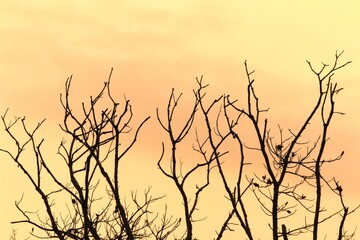 Obraz premium Minimalist Bare Tree Silhouette on Warm Sunset Background