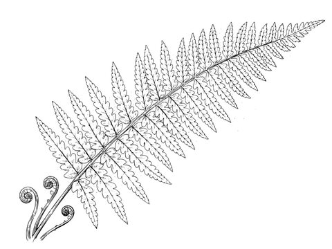 Botanical line art illustration of a fern frond with emerging fiddleheads on white background