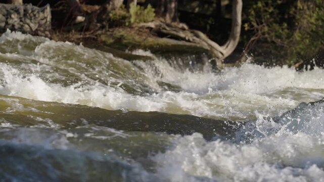 Churning river water rushes violently over the natural steps of Sauble Falls. Heavy white foam surges forward as bright droplets spray into the air in front of a forested bank.