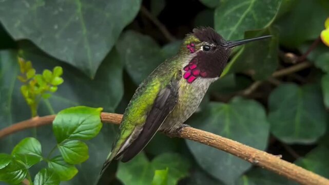Annas Hummingbird with Iridescent Magenta Head Perched on a Branch