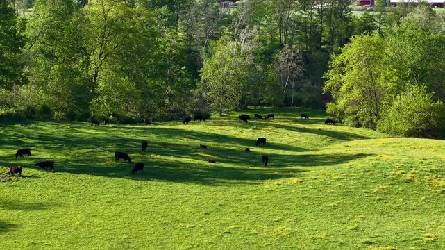 Drone view of black cattle grazing across a sunlit green pasture bordered by dense woodland