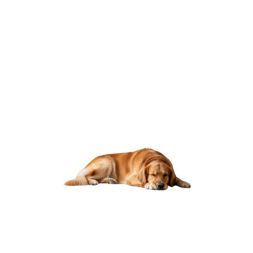 Golden Retriever Dog Lying Down.