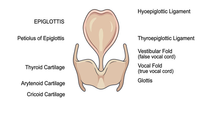 Human Larynx and Epiglottis Anatomy Diagram with Labels