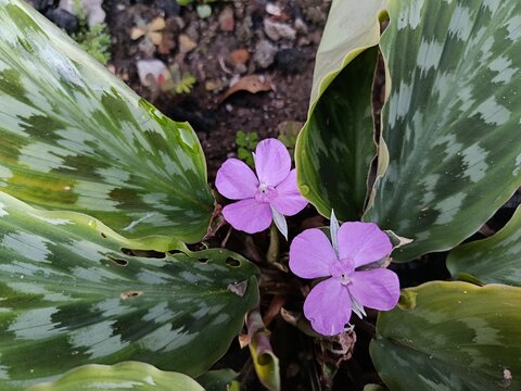 Purple Flowers of Kaempferia pulchra with Variegated Leaves