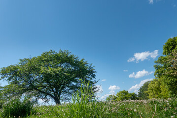 Fototapeta premium 青空と公園の緑 晴れ晴れとした気持ちがいい風景