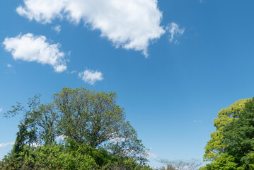 Fototapeta premium 青空と公園の緑 晴れ晴れとした気持ちがいい風景