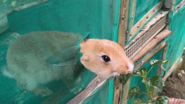 A cute light brown rabbit sticking its head through a hole in a green mesh enclosure to eat fresh leaves.