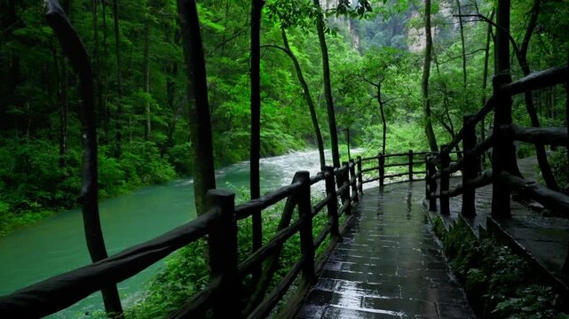 Wet wooden walkway along river in forest