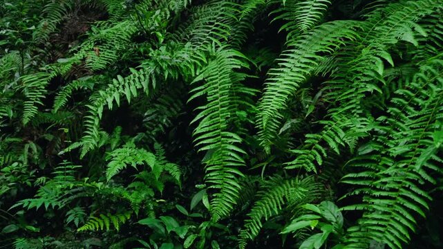 Dense green ferns in forest undergrowth