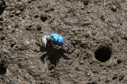 The fiddler crab or calling crab is any of the hundred species of semiterrestrial marine crabs in the family Ocypodidae.The male crabs have a major claw significantly larger than their minor claw. 