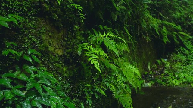 Moss-Covered Rocks with Lush Green Ferns