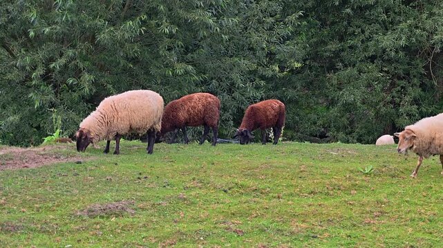 Wide pastoral scene shows herd of beige and brown sheep grazing and moving across grassy pasture beside dense leafy trees, creating calm rural landscape under bright daylight, with sheep, herd