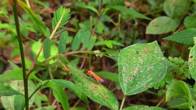 Vibrant orange leafhopper insect resting on a green leaf in the forest