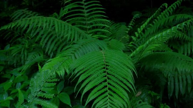 Close - Up of Lush Green Fern Leaves in Forest