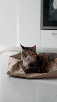 Relaxed domestic calico cat resting on paper bag, tricolor kitty chilling on shopping bag at home. Feline habits. Pet life