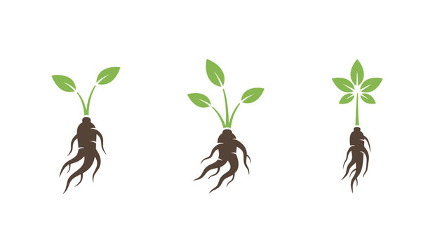 Graphic set of stylized ginseng roots with green leaves representing traditional herbal medicine on a white background.
